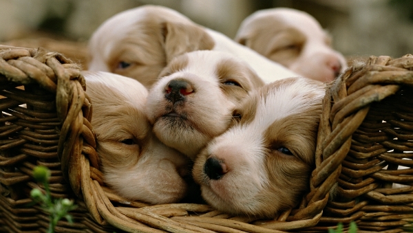 puppies